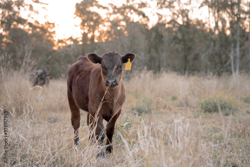Calf in a field at sunset. Dry long grass. Australian Cattle. Calf looking directly at the camera through long grass in Australia.