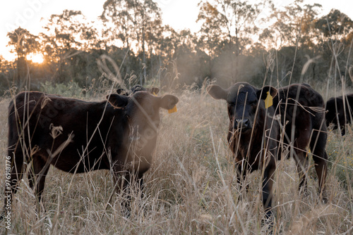 Curious calves in a field at sunset. Dry long grass. Australian Cattle. Beef cows and calves grazing on grass in Australia.