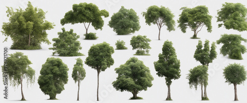 Set Forest plants and trees including climbing vines on a transparent background with clipping path