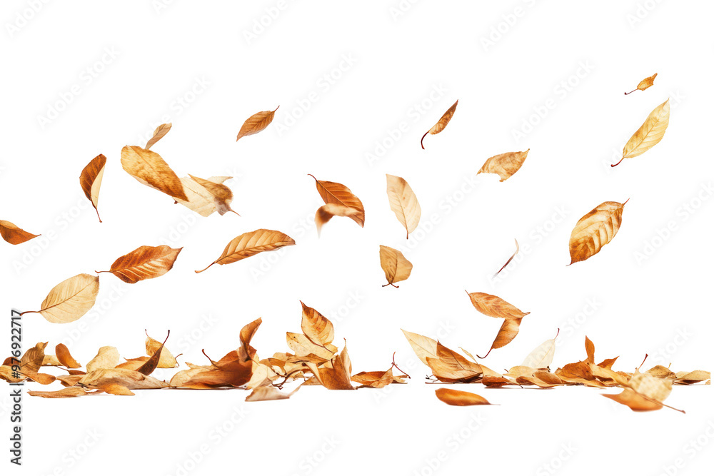 A collection of dry, brown leaves falling and lying on a black background. A collection of dry, brown leaves falling and lying on a black background.