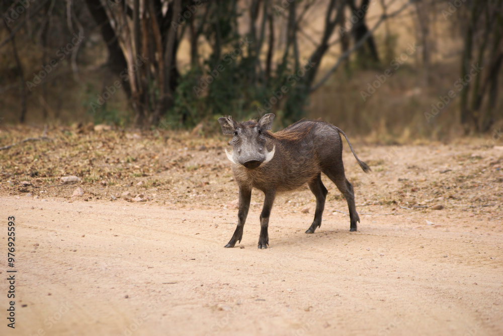 warthog in south africa warthog in south africa