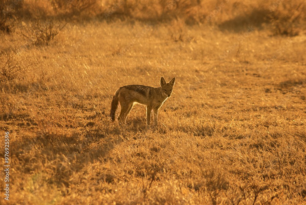 Obraz premium black backed jackal in africa