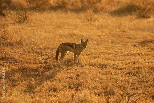 black backed jackal in africa