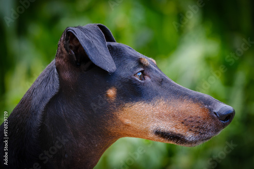 Bild auf Leinwand Manchester Terrier dog head portrait