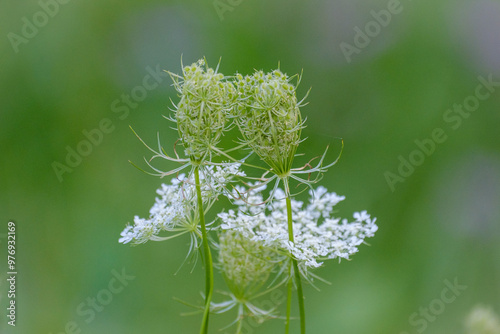 Wild carrot on soft green background