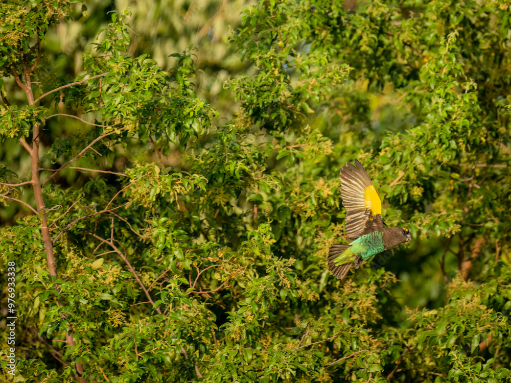 Obraz premium Goldbugpapagei (Poicephalus meyeri)