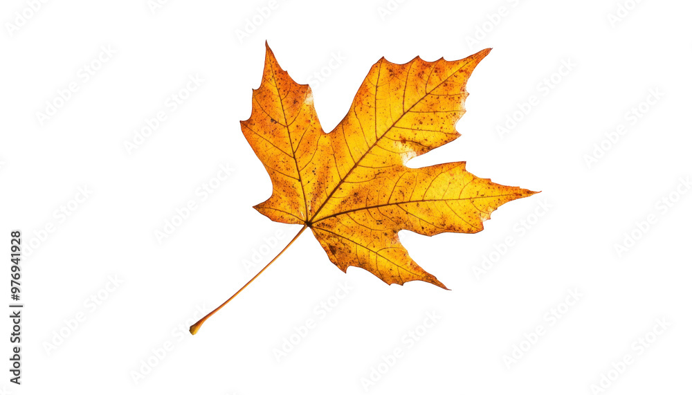 A vibrant, yellow, single maple leaf, dried and isolated against a black background. A vibrant, yellow, single maple leaf, dried and isolated against a black background.
