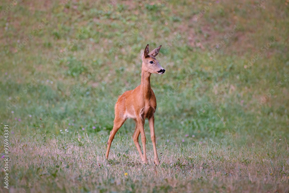 Roe deer doe on a grass filed Roe deer doe on a grass filed