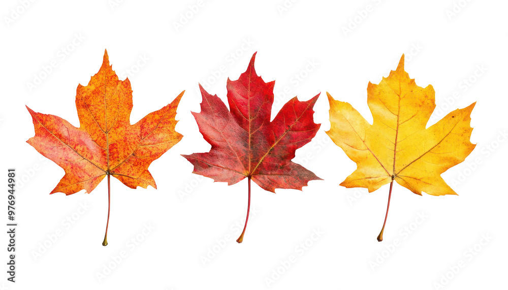 A close-up of three maple leaves with varying autumn colors isolated on a black background. A close-up of three maple leaves with varying autumn colors isolated on a black background.