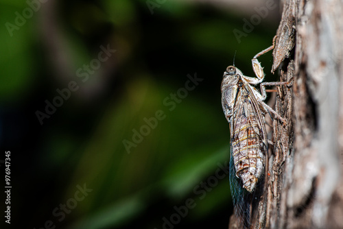 Macro Details of a Camouflaged Cicada on a Tree