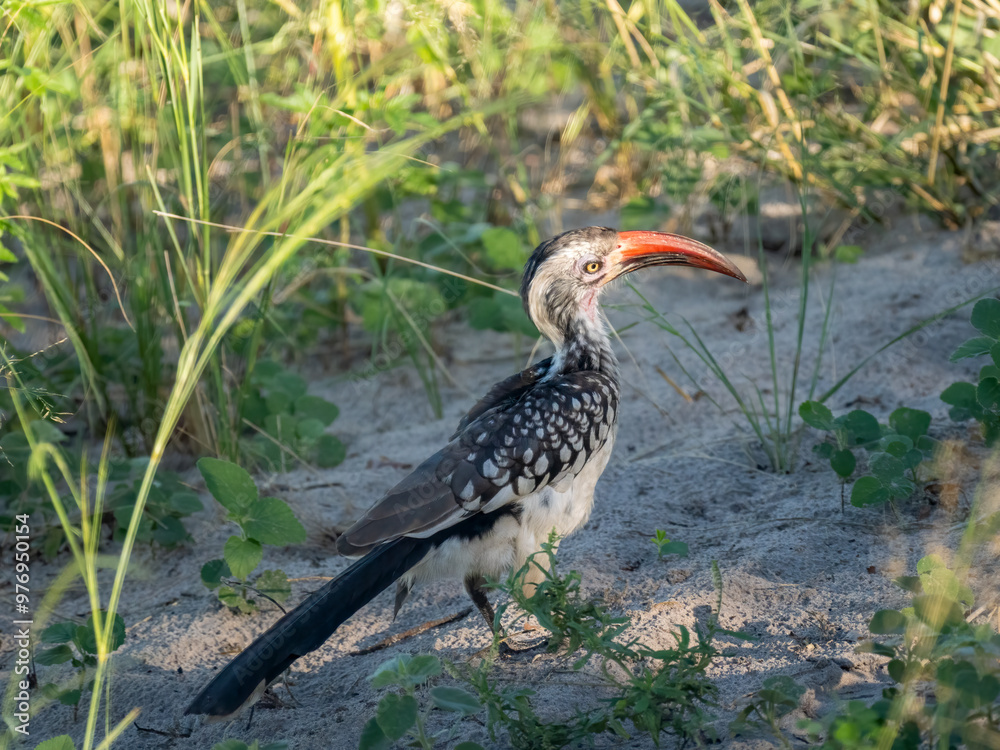 Fototapeta premium Rotschnabeltoko (Tockus erythrorhynchus)