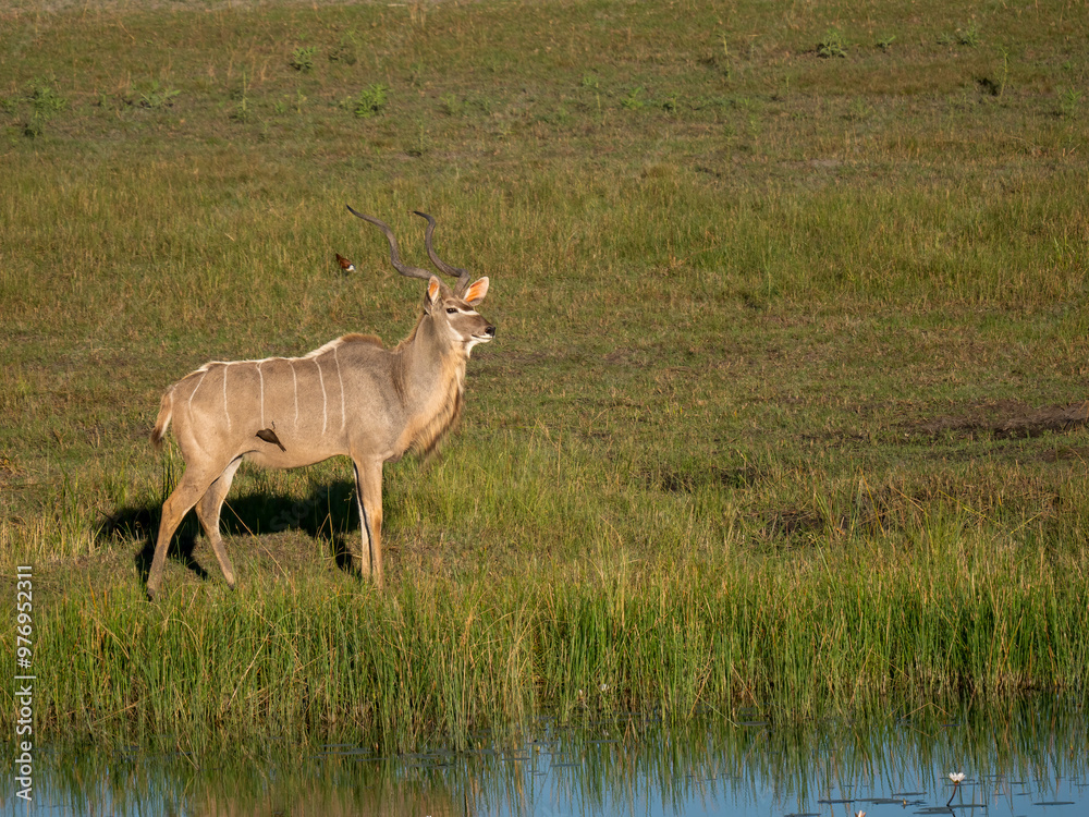 Sambesi-Großkudu (Strepsiceros zambesiensis) Sambesi-Großkudu (Strepsiceros zambesiensis)