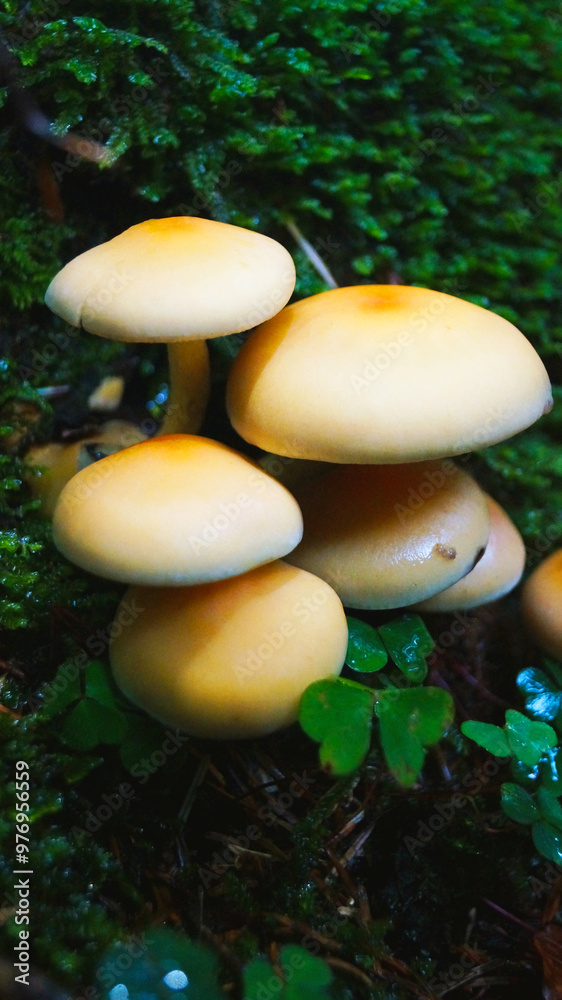 poisonous mushroom Hypholoma fasciculare grows in a group on a tree poisonous mushroom Hypholoma fasciculare grows in a group on a tree