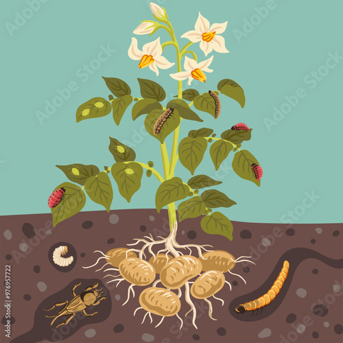 vector drawing plant of potato with roots, green leaves, flowers and pests, vegetable and insects in soil ground, hand drawn illustration