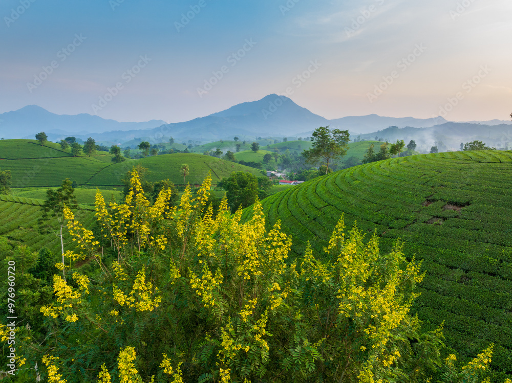 Fototapeta premium Aerial view of Long Coc tea hill, one of the most beautiful tea plantation in Vietnam. Nature background
