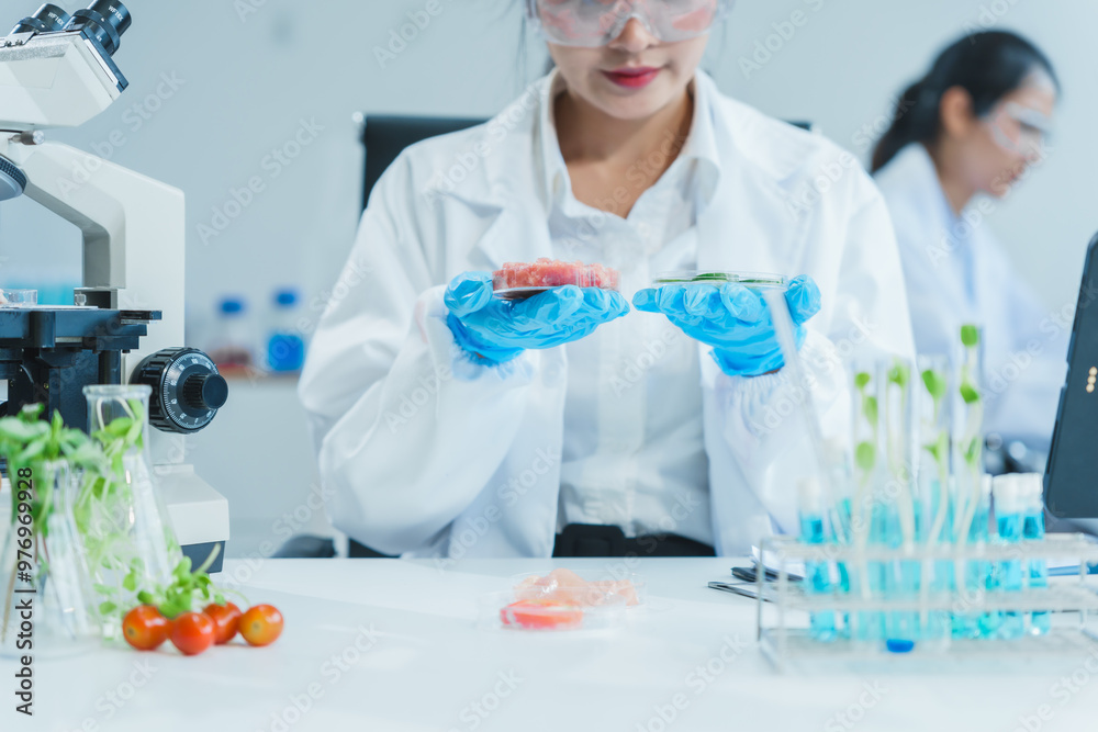 Two Asian women in a lab work on food research, using a microscope, petri dish, and test tubes filled with chemical solutions. They study vegetables, pork, and plants for GMO traits and nutrition. Two Asian women in a lab work on food research, using a microscope, petri dish, and test tubes filled with chemical solutions. They study vegetables, pork, and plants for GMO traits and nutrition.