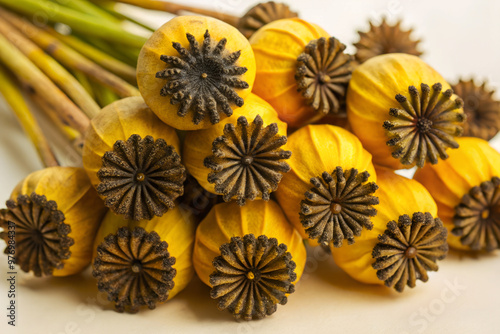Group of mature poppy pods against a neutral backdrop