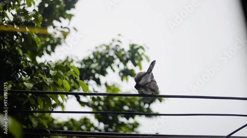 Sparrows on electrical wires. Bird. 