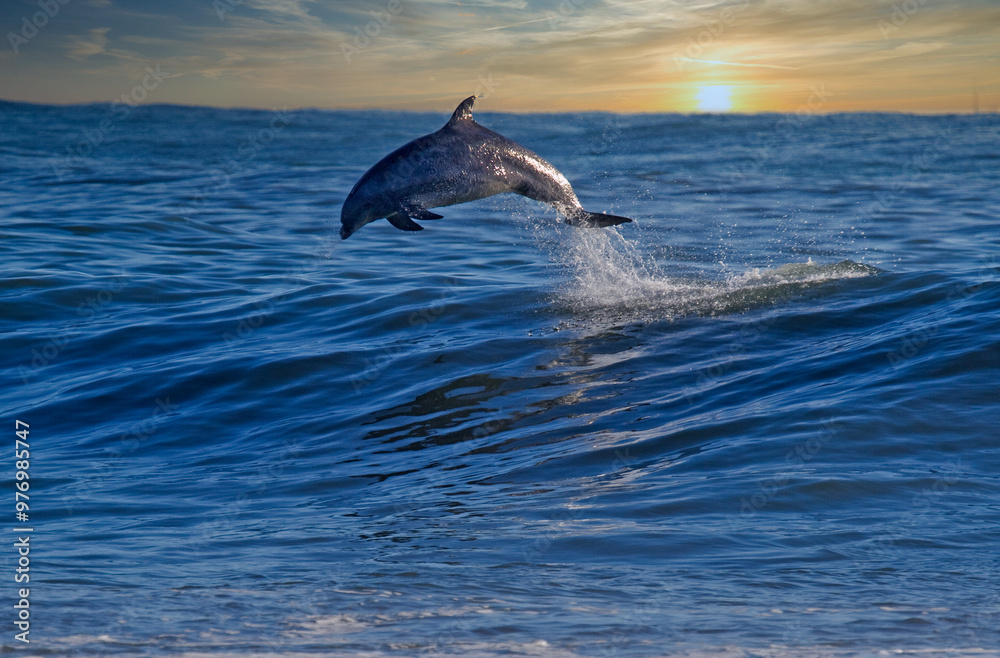 Fototapeta premium surfing Rincon point in California