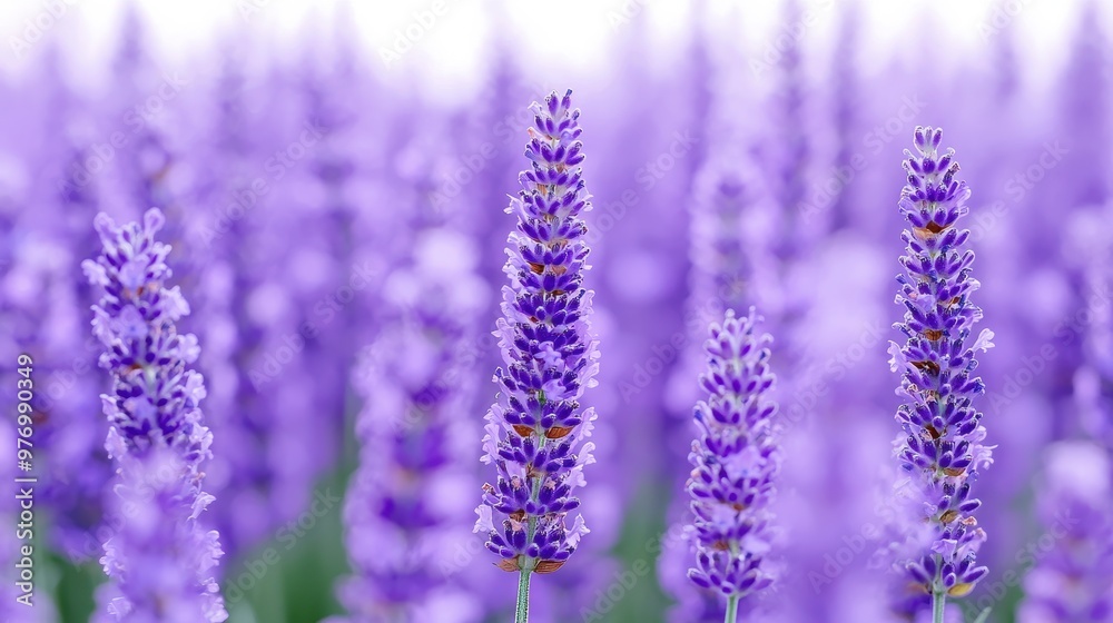 Fototapeta premium Lavender Field with Purple Flowers and Blurred Background