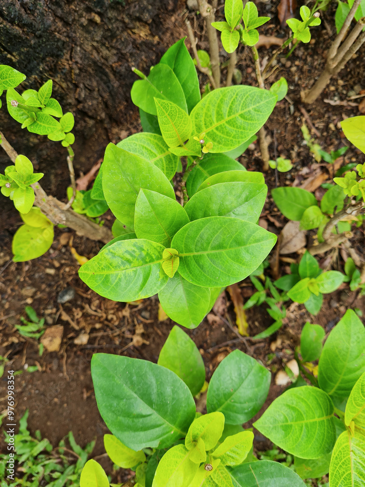 Seedlings of Pseuderanthemum Reticulatum plant in a garden. Also called Yellow-Vein Eranthemum, Golden Pseuderanthemum or Golden Net Bush. It is a species of evergreen shrub in the Acanthaceae family. Seedlings of Pseuderanthemum Reticulatum plant in a garden. Also called Yellow-Vein Eranthemum, Golden Pseuderanthemum or Golden Net Bush. It is a species of evergreen shrub in the Acanthaceae family.