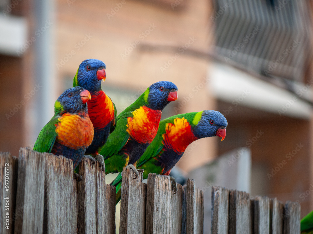 Φωτογραφία A group of cute, colorful rainbow lorikeets perched on a wooden garden fence in a residential area