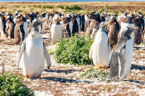 Gentoo Penguin Colony Sea Lion Island The Falkand islands photo