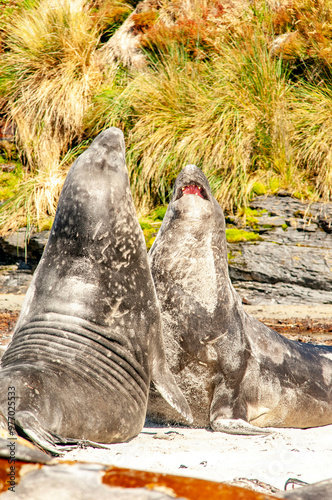 Elephant Seals Sea Lion Islands The Falkland islands