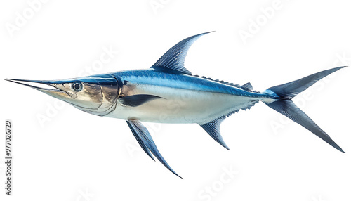 Pacific Ocean Swordfish Isolated on White Background