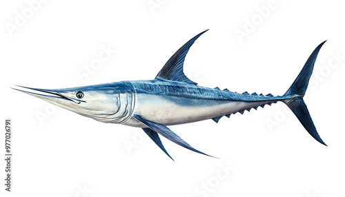 Pacific Ocean Swordfish Isolated on White Background