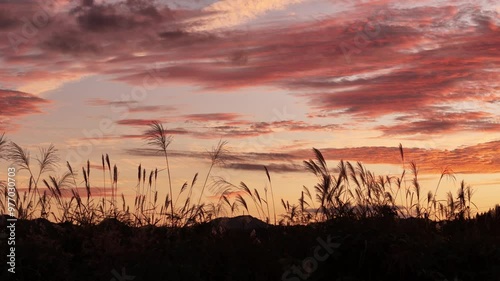 秋のススキ　夕焼け空　夕暮れ　イメージ