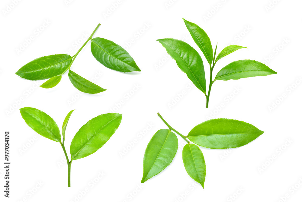 Green tea leaf isolated on white background