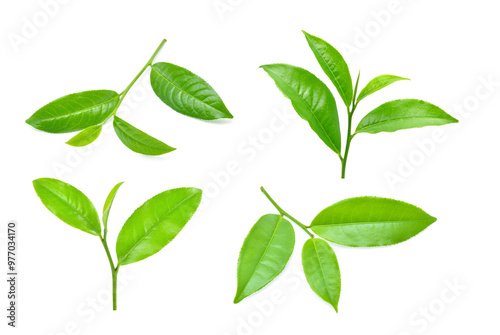 Green tea leaf isolated on white background