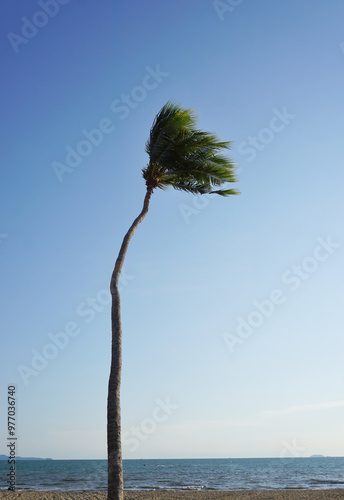 Coconut tree with windy and blue sky background