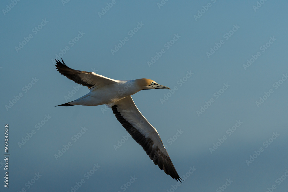 Cape gannet (Morus capensis) in flight. Bird Island, Lambert's Bay, Western Cape, South Africa. Cape gannet (Morus capensis) in flight. Bird Island, Lambert's Bay, Western Cape, South Africa.
