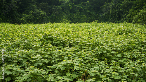 A dense spread of invasive Japanese knotweed overtaking a European countryside landscape  photo