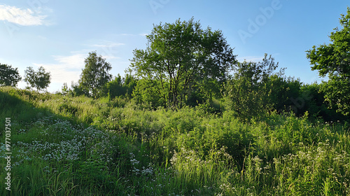 A nature reserve in Europe being overtaken by invasive species such as tree of heaven, with native flora struggling to survive 