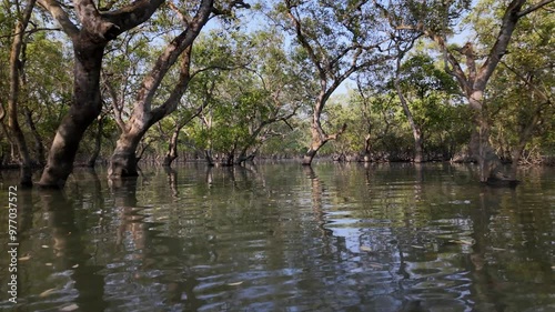 Mangrove in the Sundarbans, Khulna Division, Shyamnagar, Bangladesh photo