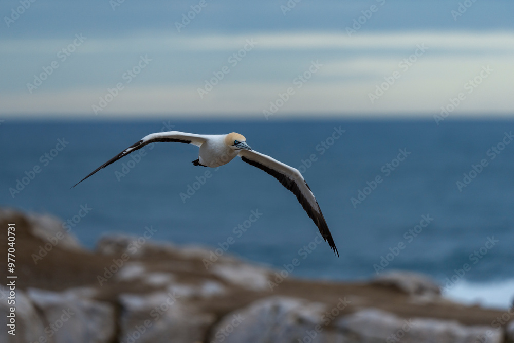 Cape gannet (Morus capensis) in flight. Bird Island, Lambert's Bay, Western Cape, South Africa. Cape gannet (Morus capensis) in flight. Bird Island, Lambert's Bay, Western Cape, South Africa.