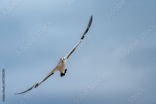 Cape gannet (Morus capensis) in flight. Bird Island, Lambert's Bay, Western Cape, South Africa. photo