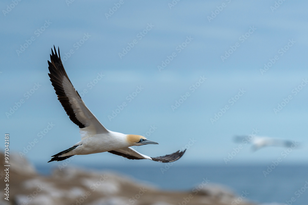 Cape gannet (Morus capensis) in flight. Bird Island, Lambert's Bay, Western Cape, South Africa. Cape gannet (Morus capensis) in flight. Bird Island, Lambert's Bay, Western Cape, South Africa.