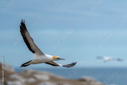 Canvastavla Cape gannet (Morus capensis) in flight