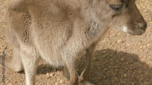 Curious tan coloured Kangaroo Joey approaches close to cameraman. Investigates then resumes grazing on weeds in gravel