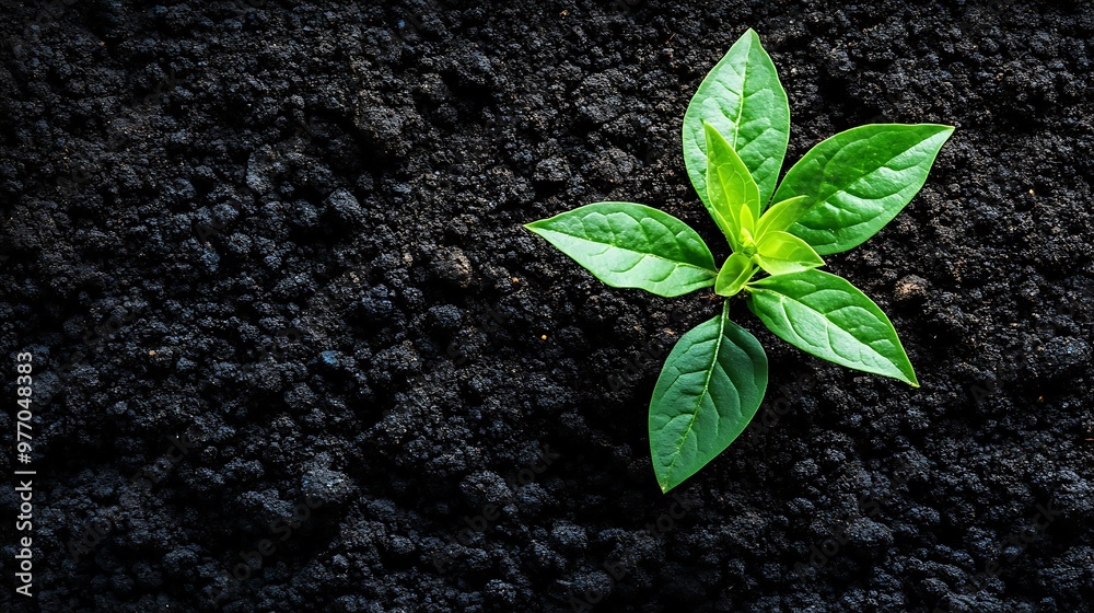 Naklejka premium Isolated young green sprout shows new life growth from the dark ground