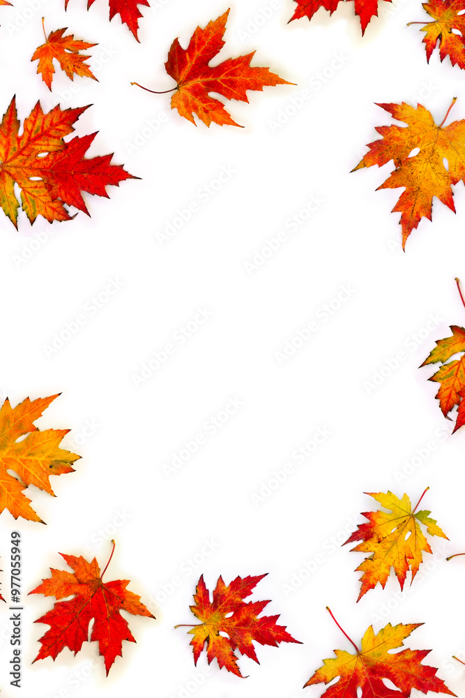 Autumnal maple leaves on a white background with space for text. Top view, flat lay Autumnal maple leaves on a white background with space for text. Top view, flat lay