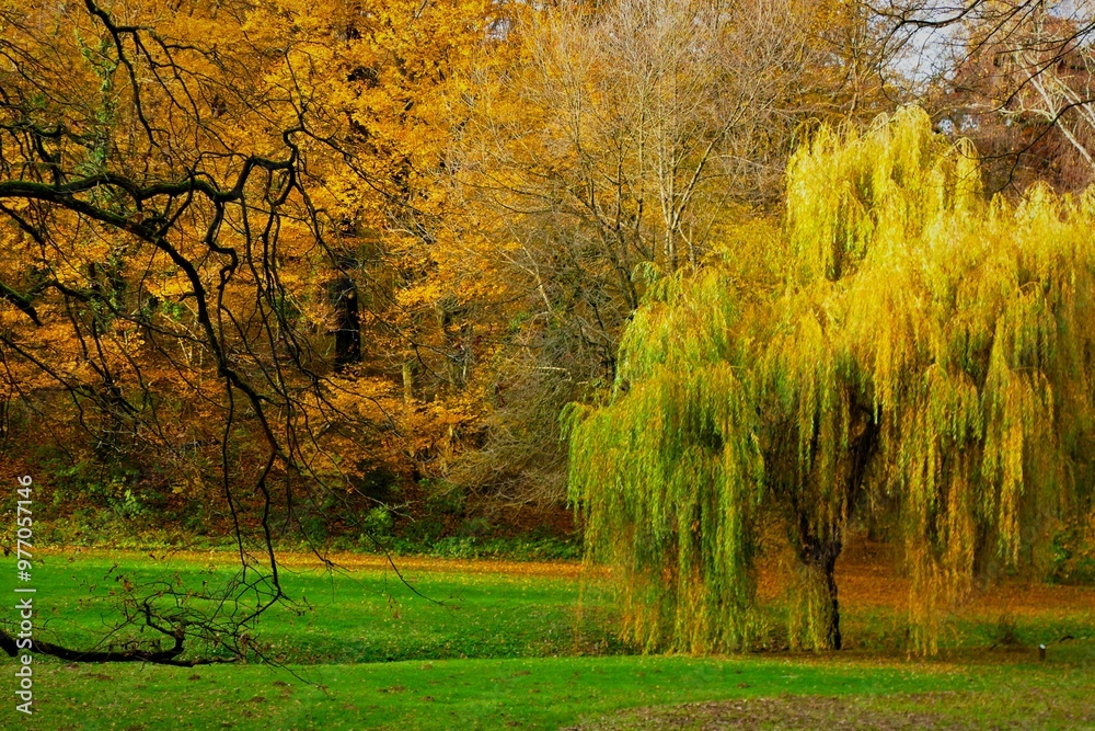 Fototapeta premium Autumn landscape with colorful trees in the park