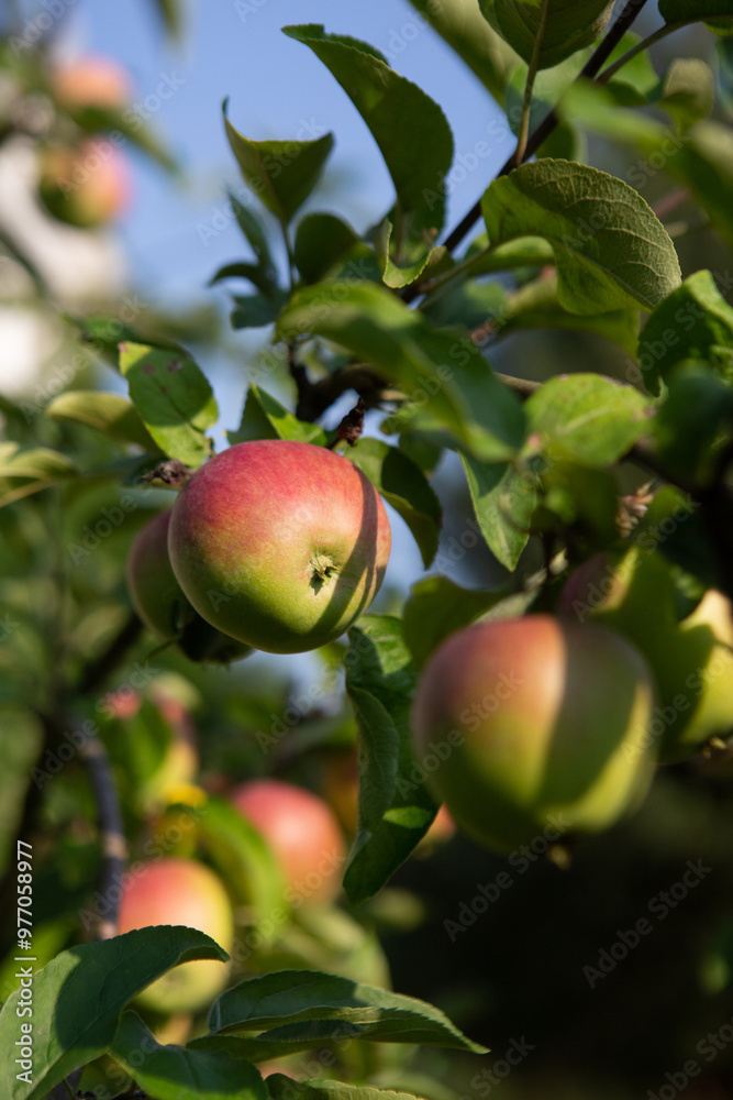 Ripe apples in a tree garden, sunny day, harvest in the garden, harvesting Ripe apples in a tree garden, sunny day, harvest in the garden, harvesting