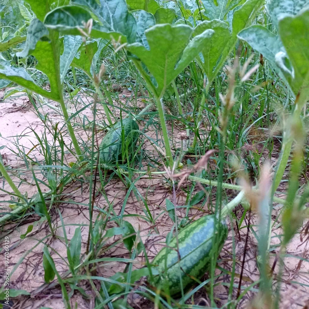 Fototapeta premium Baby watermelon