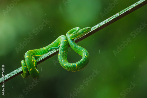 Snake Bothriechis lateralis, Green Side-stripe mountain Palm-Pitviper on the green palm tree. Viper in the dark jungle tropic forest, Monteverde Reserve in Costa Rica. Nature in Costa Rica. photo