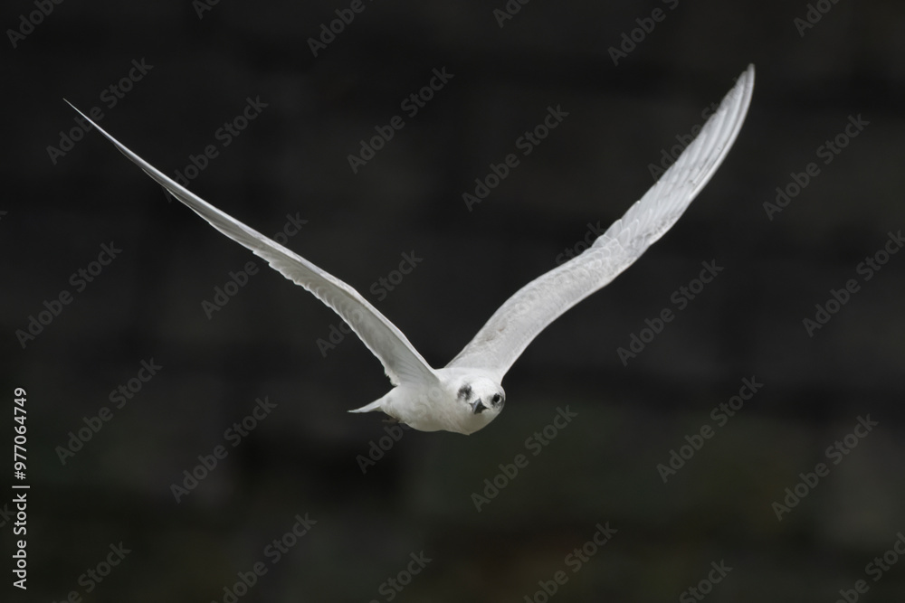 gull-billed tern or Gelochelidon nilotica at Mumbai, Maharashtra, India gull-billed tern or Gelochelidon nilotica at Mumbai, Maharashtra, India